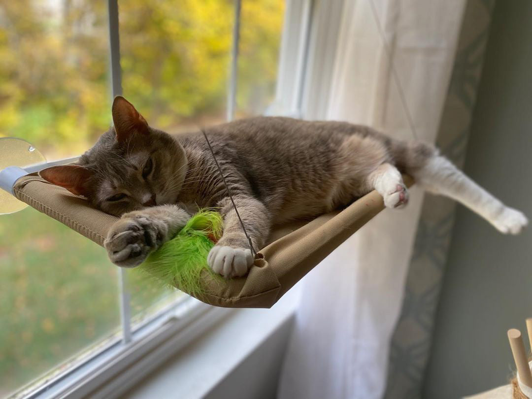 Cat Window Bed MEOWSERVATORY